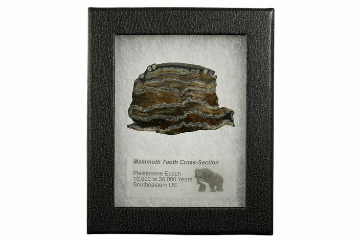 Mammoth Molar Slice With Case - South Carolina #337707